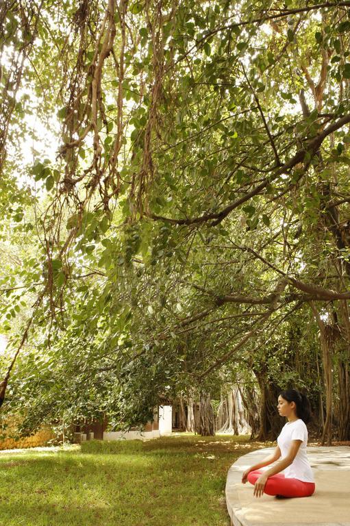ザ ヘリテージ マドゥライ ホテル エクステリア 写真 The canopy of a tropical rainforest